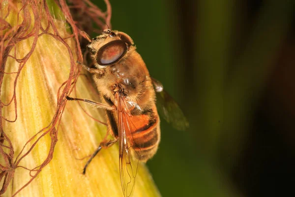 Wild Bee Corncob — Stock Photo, Image