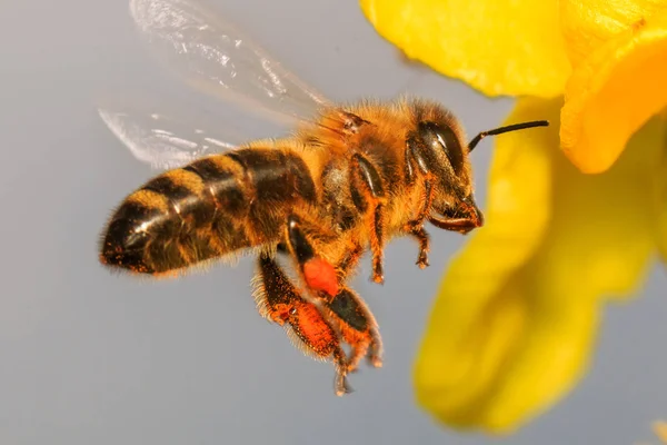 Bee Flying Pollinating Yellow Flower Blossom — Stock Photo, Image