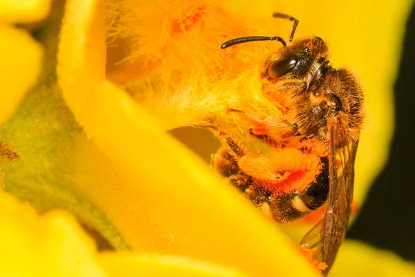 Biene Bestäubt Die Gelbe Blüte — Stockfoto