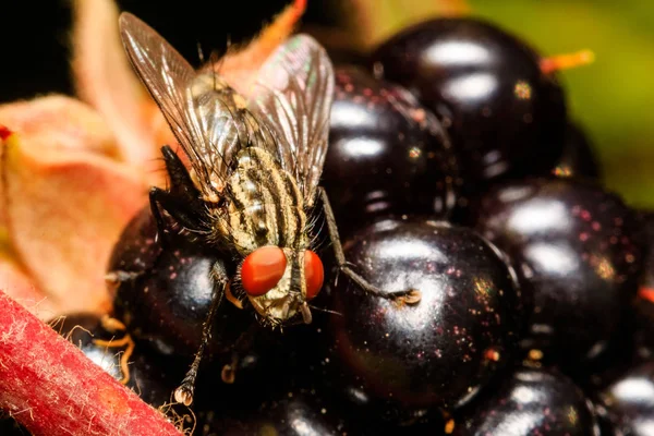 Horse Fly Blackberry — Stock Photo, Image