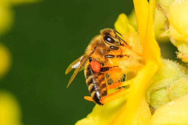 Bee Pollinating Yellow Flower Blossom — Stock Photo, Image