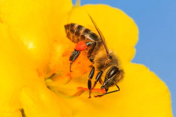 Bee Pollinating Yellow Flower Blossom — Stock Photo, Image