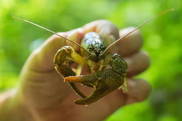 Pez Cangrejo Agua Dulce Mano — Foto de Stock