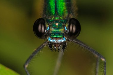 Yeşil yusufçuk aşırı closeup