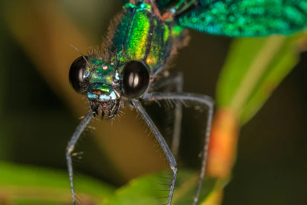 Libellula Verde Estremo Primo Piano — Foto Stock