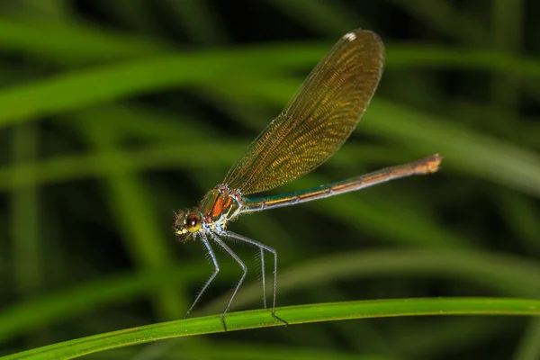 Libellula Sulla Foglia Erba — Foto Stock