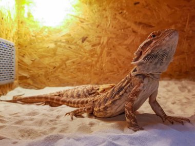 Sakallı ejder agama, Pogona vitticeps kertenkele gözlemleyerek kadar yükselen terrarium içinde