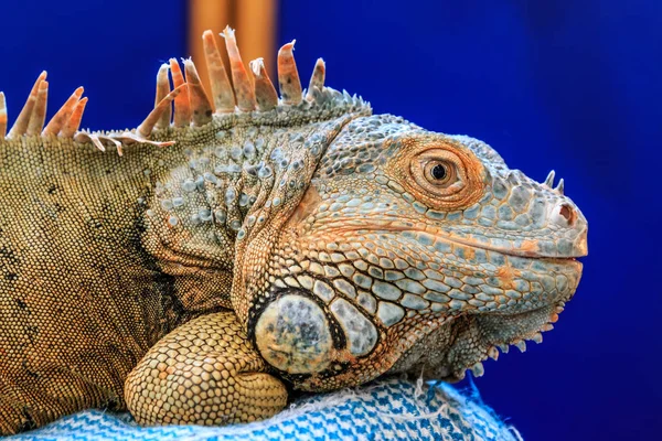 Iguana Mascota Descansando Sobre Una Almohada — Foto de Stock