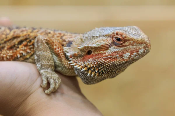 Yetişkin sakallı ejder (agama, Pogona vitticeps) kertenkele el