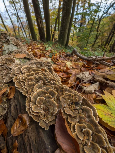 Close Van Coriolus Versicolor Schimmel Groeit Uit Boom Stub — Stockfoto