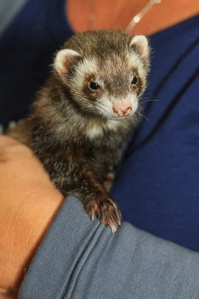 Hurón Mascota Siendo Acariciado Mano — Foto de Stock