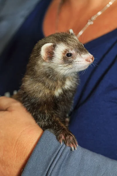 Hurón Mascota Siendo Acariciado Mano — Foto de Stock