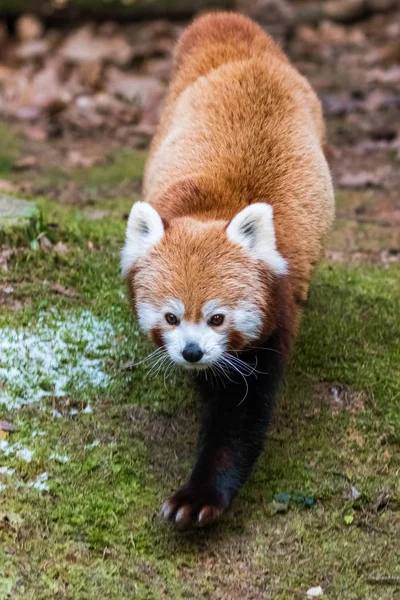 Cute red panda walking on the forest floor