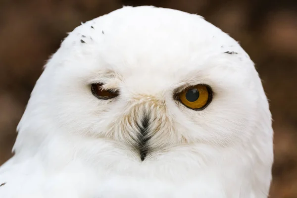 雪フクロウ男性クローズ アップ — ストック写真