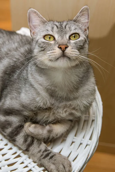 Silver Tabby Katt Handpåläggning Korgen — Stockfoto