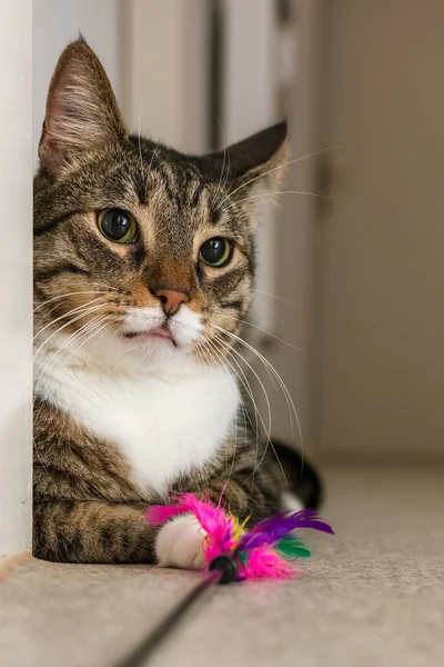 Playful Tabby Cat Playing Feather Toy — Stock Photo, Image