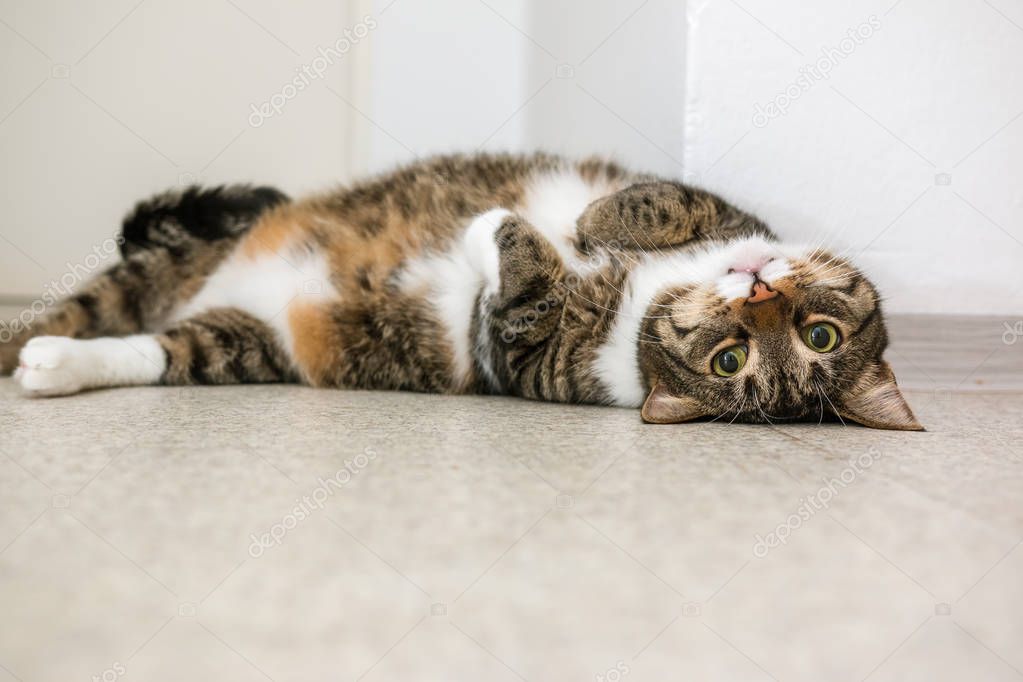 Playful tabby cat rolling on the floor