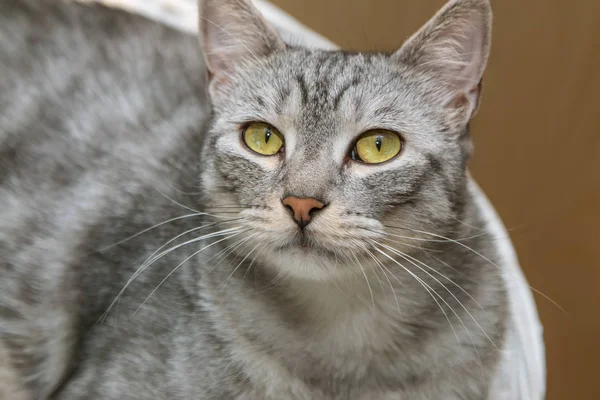 Silver Tabby Cat Laying Basket — Stock Photo, Image