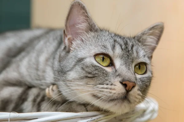 Stříbrná Mourovatá Kočka Košík — Stock fotografie