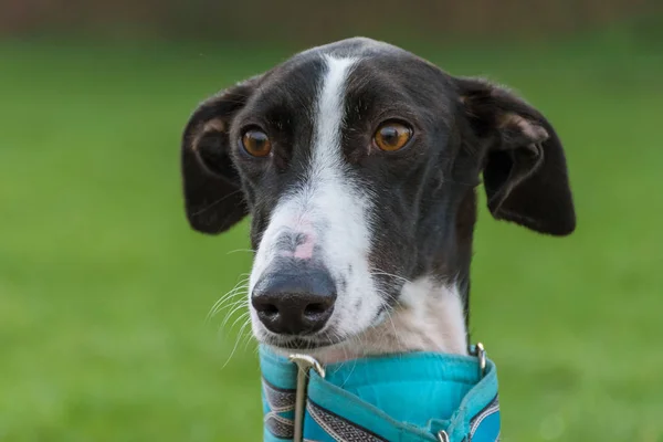Svart Och Vitt Greyhound Huvud Porträtt Med Kricka Färg Krage — Stockfoto
