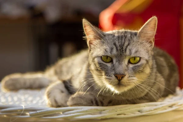 Silver Tabby Katt Handpåläggning Korgen — Stockfoto