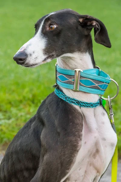 Svart Och Vitt Greyhound Huvud Porträtt Med Kricka Färg Krage — Stockfoto