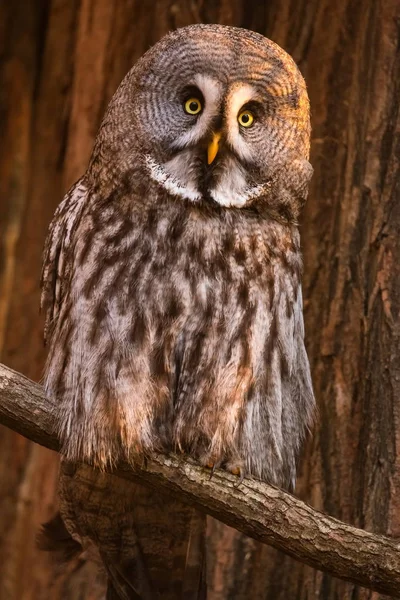 フクロウは枝の上に座り — ストック写真