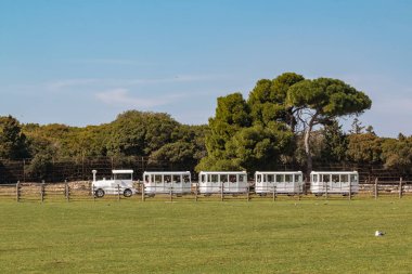 Ulusal park Brioni, Hırvatistan'da bir safari parkında sürüş Turistik yol treni
