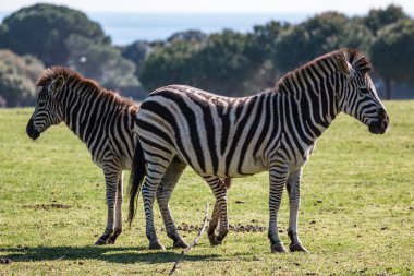 Çayırda bir çift zebra