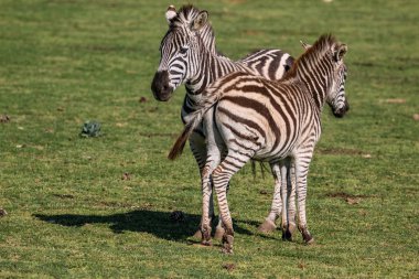 Yavrusuyla kadın zebra