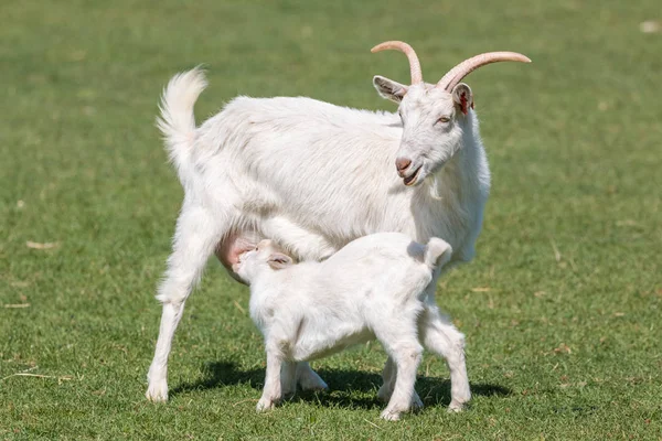 Sevimli genç keçi annesine süt içiyor