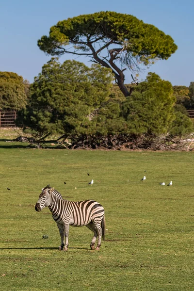 Parktaki zebra