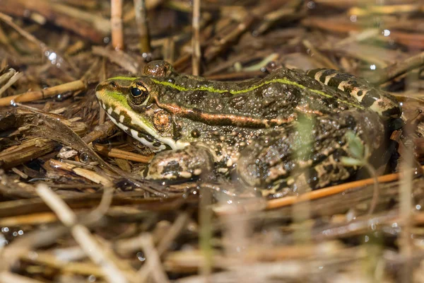 Grenouille Verte Dans Les Marais Skocjanski Zatok Près Koper Slovénie — Photo