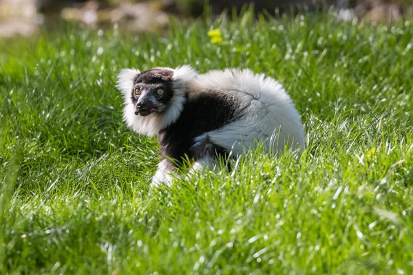 Svart Och Vit Vari Lemur Gräs Söker Efter Maten — Stockfoto