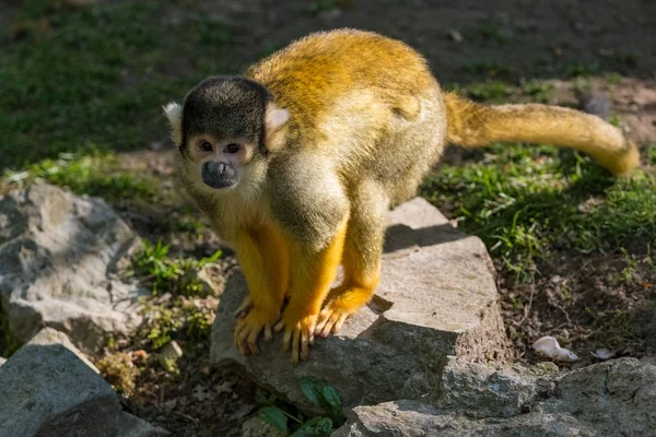 Saimiri Boliviensis Мавпа Стоїть Скелі — стокове фото