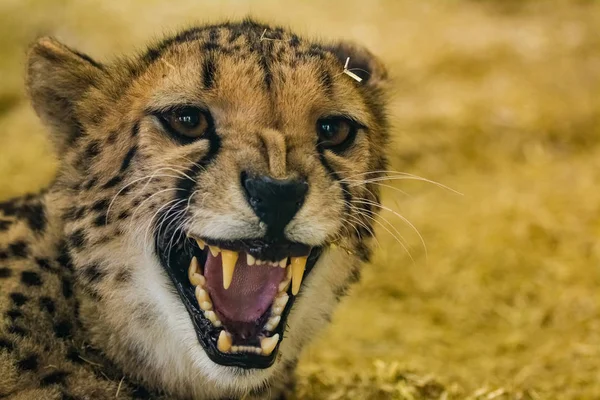 Dangerously looking angry cheetah showing her teeth