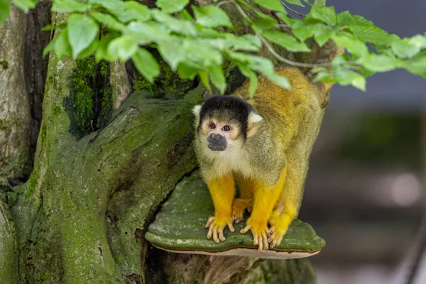 サイミリ ボリヴィエンシス サルが木に登る — ストック写真