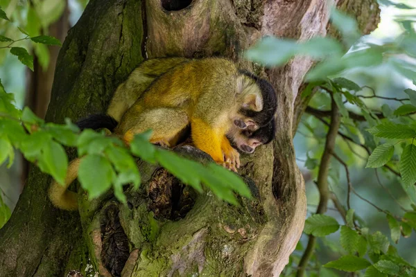 サイミリ ボリヴィエンシス サルが木に登る — ストック写真