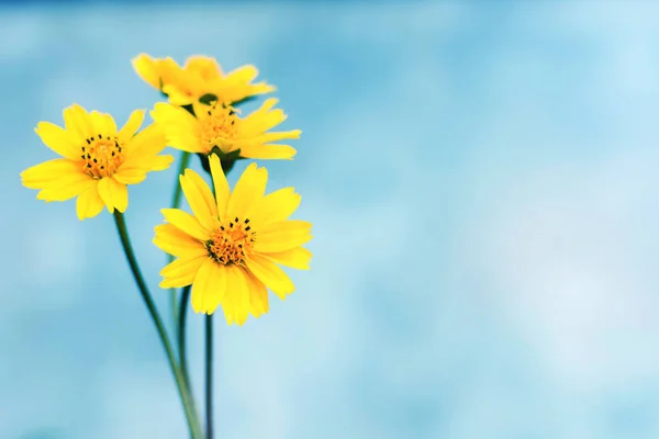 Gele Daisy Bloem Met Blauwe Lucht — Stockfoto
