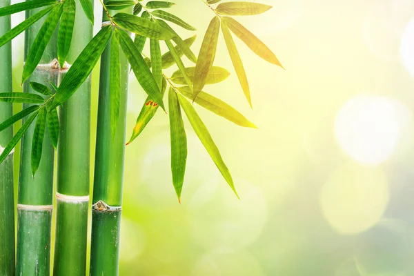 Bambuskog Med Morgonljuset — Stockfoto