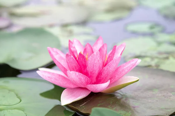 Kwiat Lotosu Zamknij — Zdjęcie stockowe