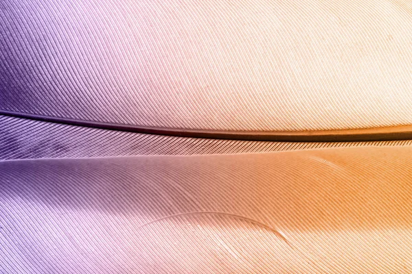 Texture Piuma Filtro Viola Arancione — Foto Stock