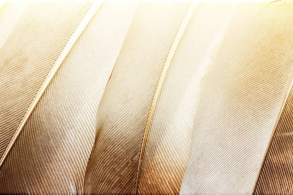 close up feather texture background