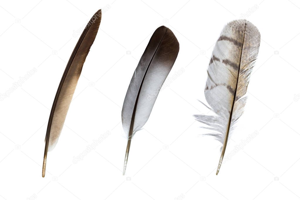 feather on a white backgroun