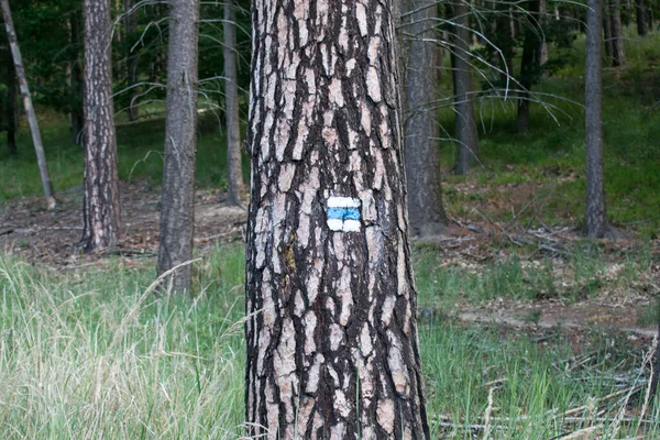 Señal Turística Bosque Verano Europa República Checa —  Fotos de Stock