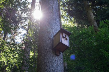 Ormanda ağaçta kuş yuvası Yazın yakın çekim kuşları