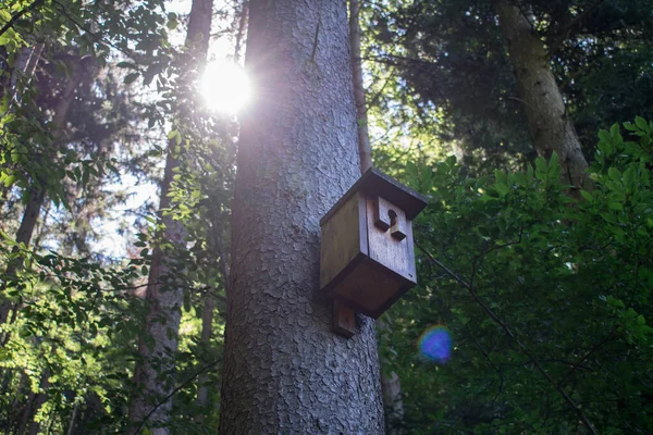 Ptačí budka na stromě v lese léto detailní slunce ptáci — Stock fotografie