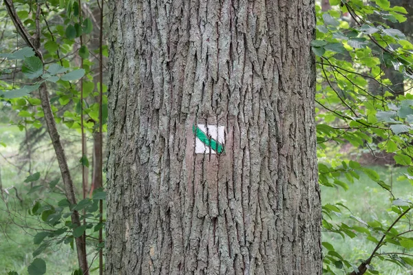 Κύριο Θέμα Είναι Εκτός Εστίασης Τουριστική Πινακίδα Στο Δάσος Καλοκαίρι — Φωτογραφία Αρχείου