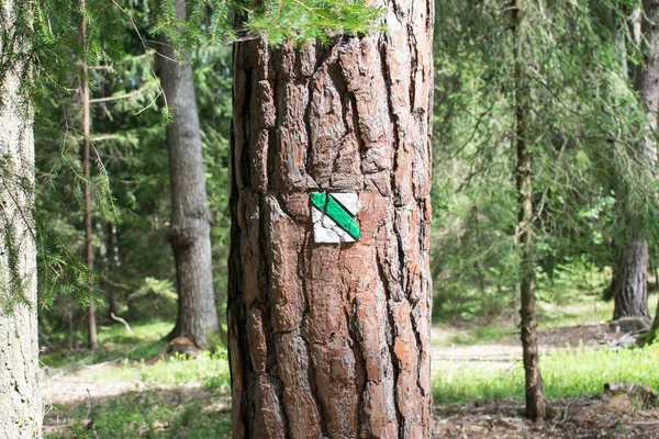 Основна тема не зосереджена, туристичний знак у літньому лісі Європа чеська республіка знаки орієнтації дерева — стокове фото