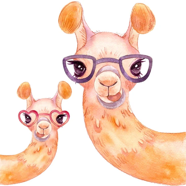 beyaz bir arka plan izole üzerinde llama suluboya Alpaca portre Komik lama